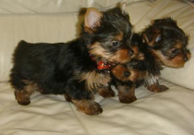 Teacup+yorkie+puppies+for+adoption