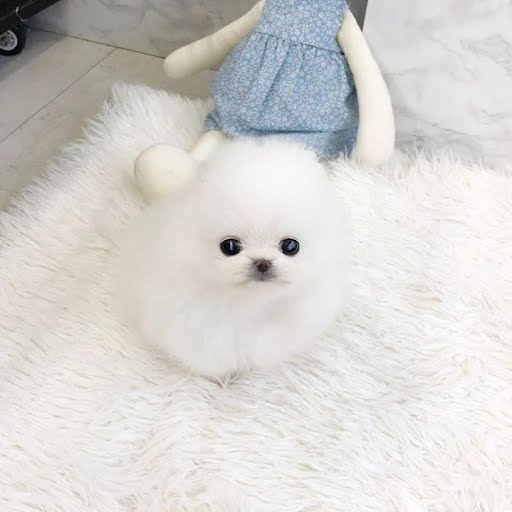 Healthy Teacup Pomeranian Puppies for sale