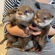 Cute and adorable baby otters for sale online 