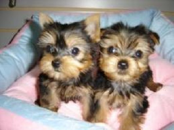 YORKIE PUPPIES 3 Pure Breed 100% 