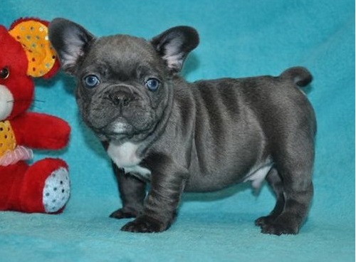  100% Genuine Blue Male & Female French Bulldog puppies