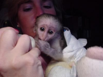 HOME TRAINED BABY CAPUCHIN MONKEYS FOR ADOPTION