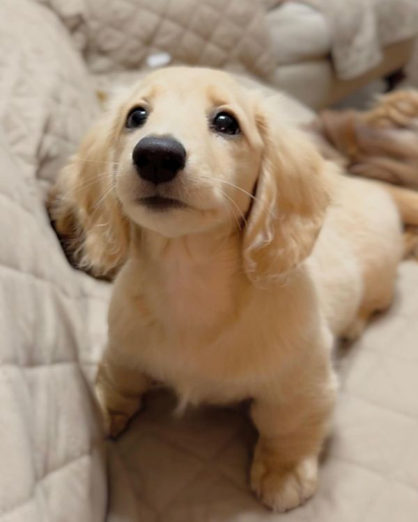 Miniature Dachshund Puppies