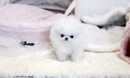 We have Male  and Female Pomeranian Puppies available