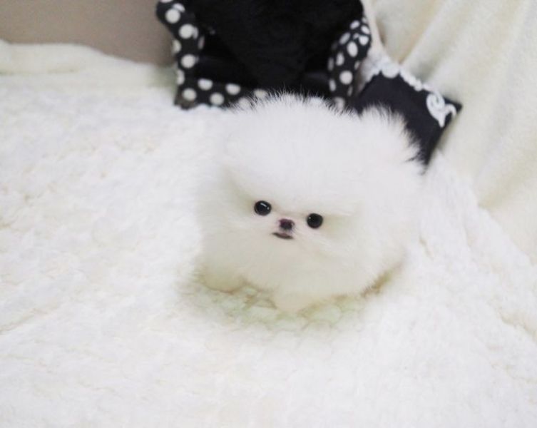 Cute Male  and Female Pomeranian Puppies available