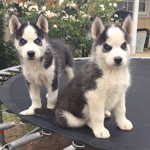 Cute Siberian Husky Pupps : (989) 847-6417