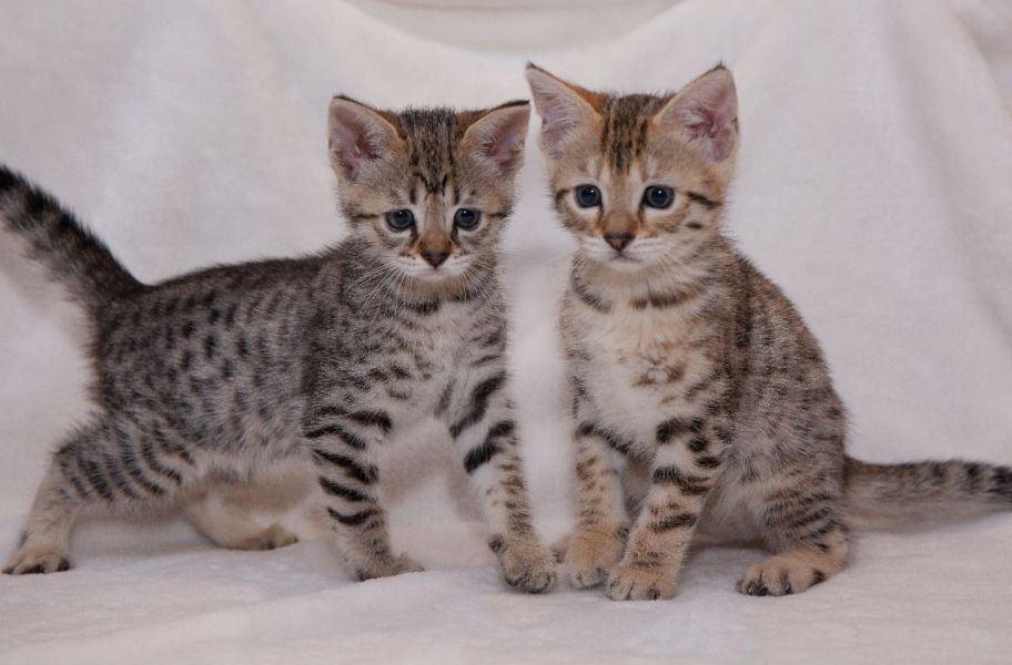 Stunning Savannah F4 Kittens 