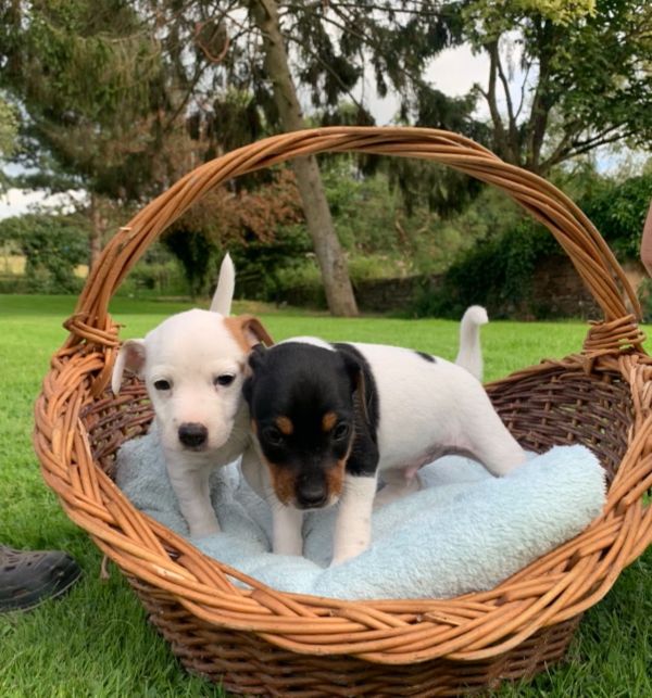 Beautiful True Black/White Jack Russel Male