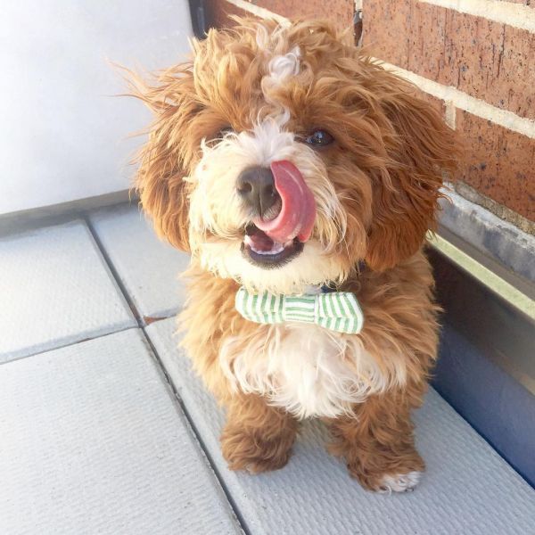 Maltipoo puppies available 