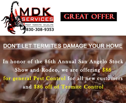 Don�t Let Termites Damage Your Home