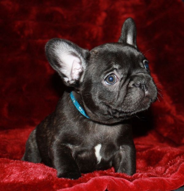 French bulldog for sale