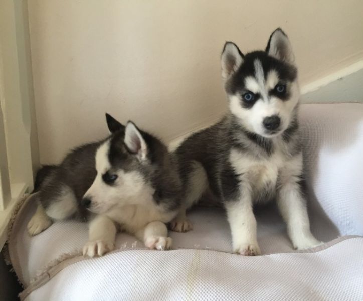 Beautiful playful Siberian Husky puppies (678) 682-2690