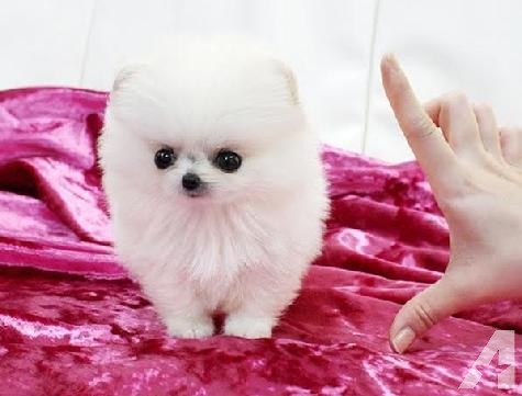 Lovely Male  and Female Pomeranian Puppies available