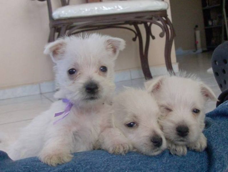 West Highland Terrier Puppies For Sale ‪(732) 716-7928‬