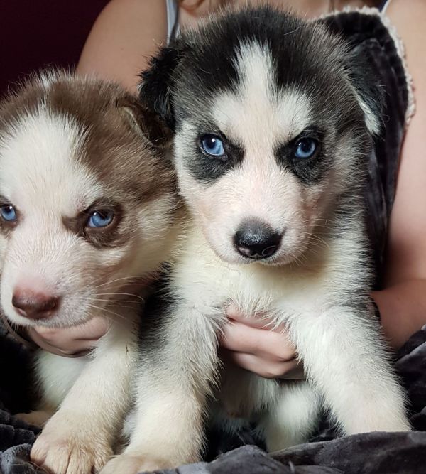 Stunning Pedigree Siberian Husky Puppies