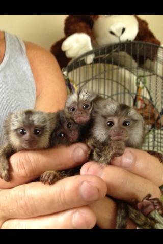 Registered Healthy Marmoset Monkeys Available Text 717-347-5451 