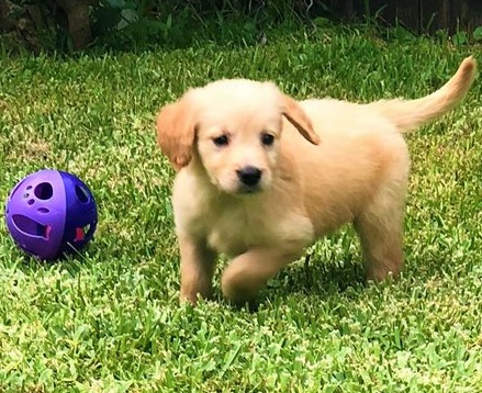 KC registered beautiful Golden Retriever puppies