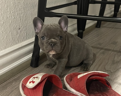 Trained French Bulldog puppies..Text..+1(334) 441-4793