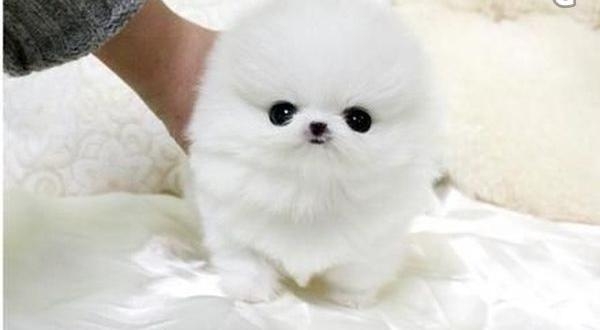 Kind Hearted Male  and Female Pomeranian Puppies available