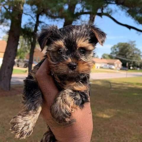 Purebred Tiny Yorkie Puppies