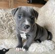 Pitbull puppies