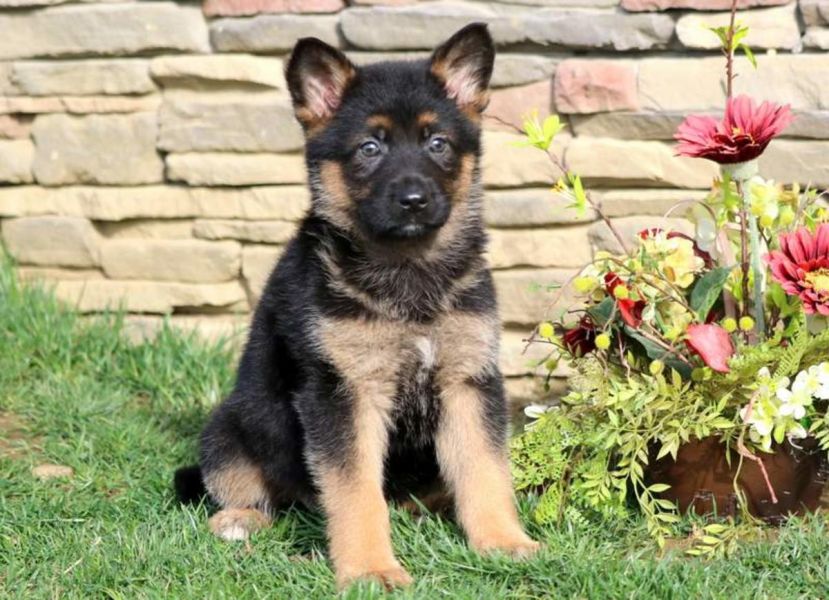 German Shepherd puppies for sale