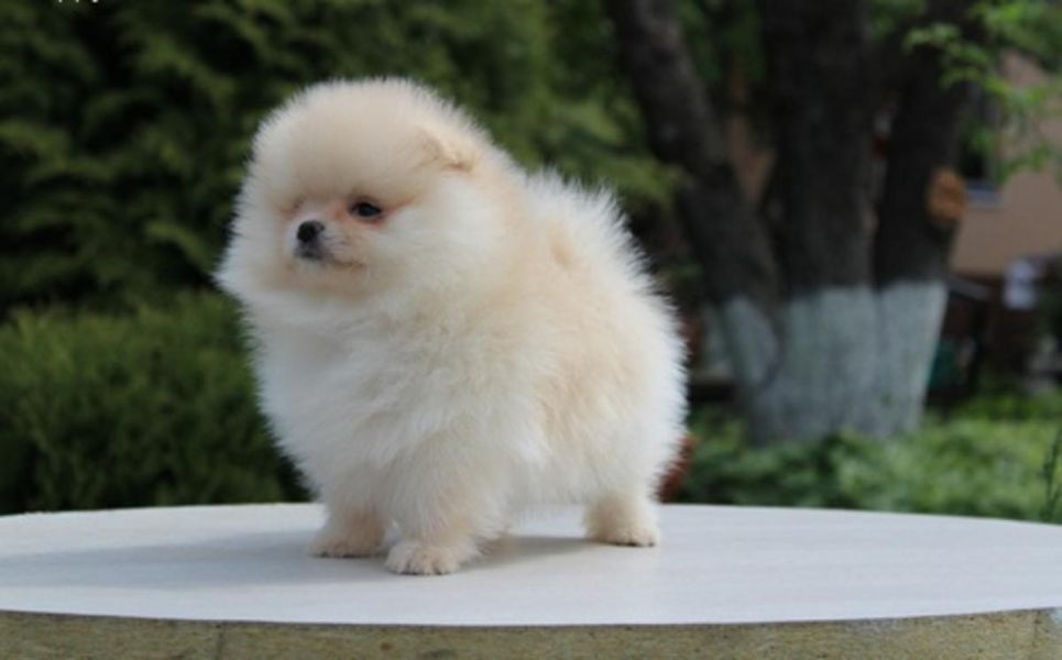 Sweet Boys and Girls Pomeranian Puppies available
