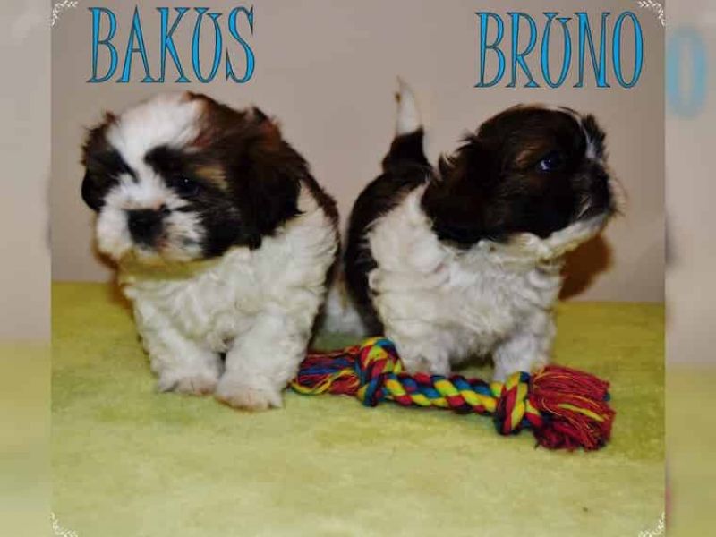  Sweet Shih Tzu puppies