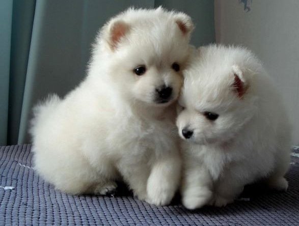 Stunning Pomeranian Puppies for Xmas