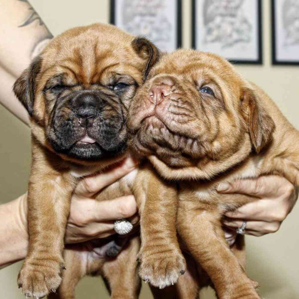 Dogue De Bordeaux puppies available