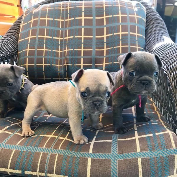 French bulldog puppies