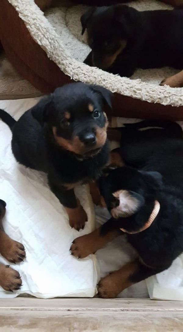 Great Rottweiller puppies for sale with got health
