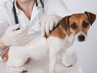 Good Emergency Vet in Houston