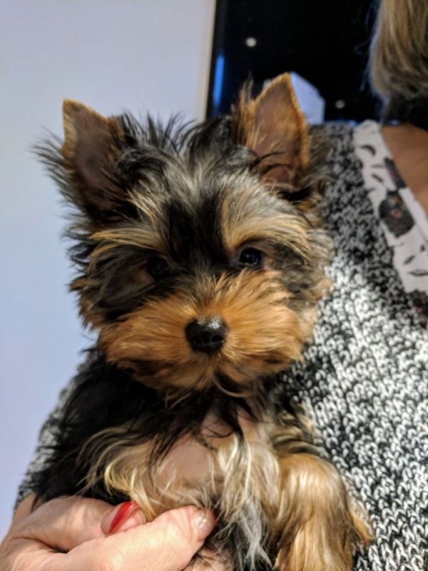 Male and Female Yorkie Puppy