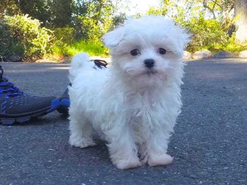 Lovely Teacup Maltese puppies for a new home Call / Text...205) 660-0905