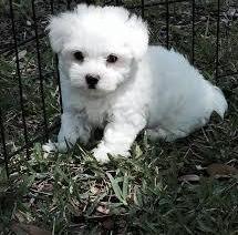 Amazing Teacup Maltese Puppies
