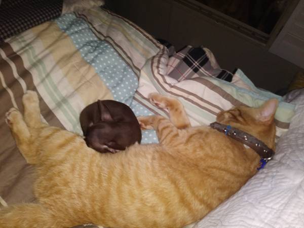 Adorable teeny Chihuahua Ready