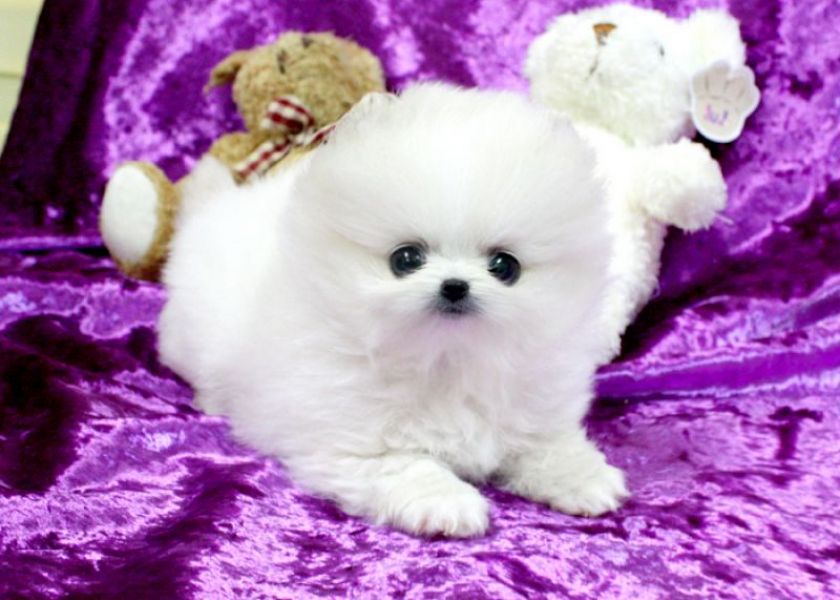Tiny Male  and Female Pomeranian Puppies available