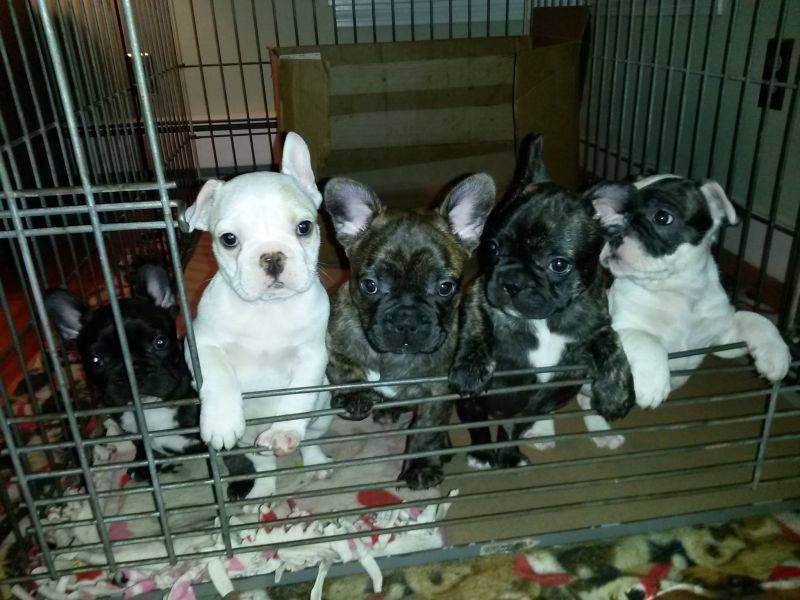 Very cute puppies for sale