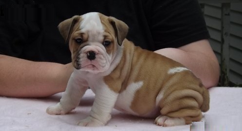 Exotic high breeds puppies males/females available (urgent offer)
