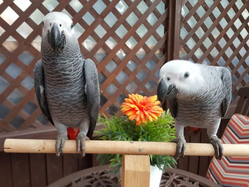 Pair African Grey Parrots Available 4 Sell