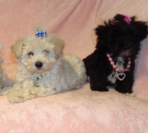 Micro Tiny Maltese X Toy Poodle Maltipoo Puppy