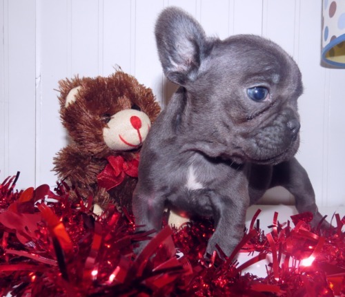 French bulldog puppies for sale:(971) 238-3673