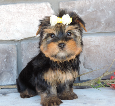 Super adorable Teacup Yorkshire terrier Puppies