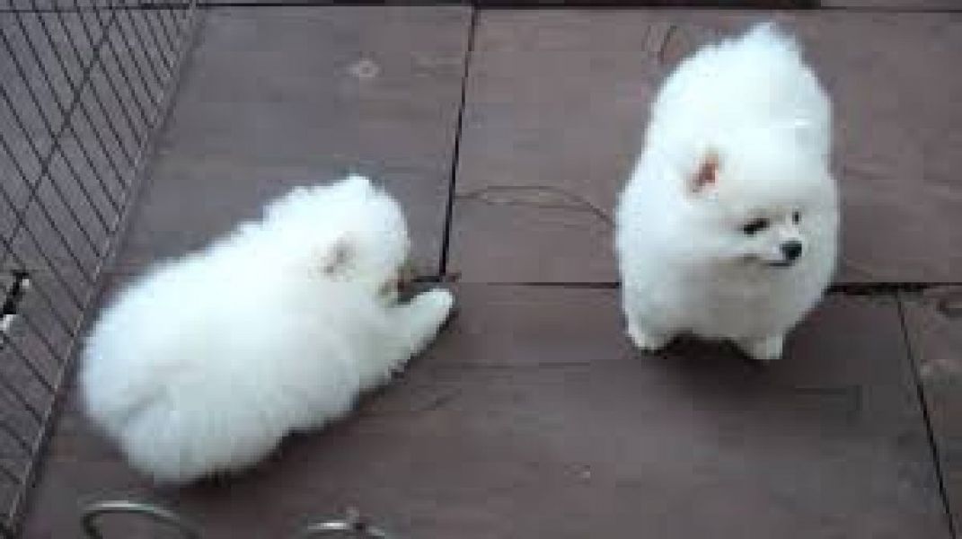 Priceless White Pomeranian Puppy For Adoption(202) 753-4273