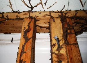 Termite Control