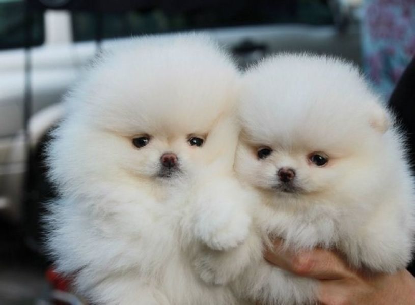 Affectionate Male  and Female Pomeranian Puppies available