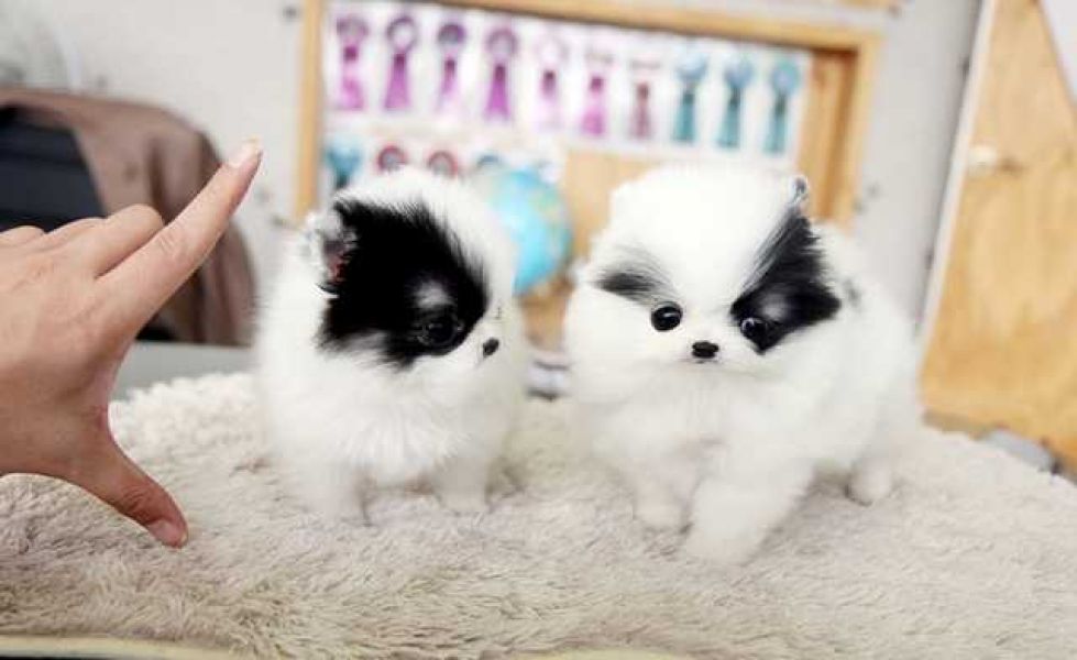 Male  and Female Pomeranian Puppies available