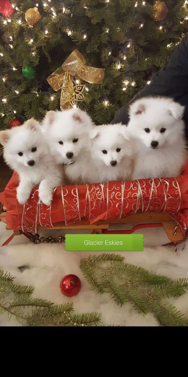 American Eskimo Puppies