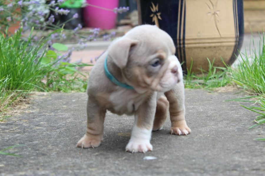 AKC quality French Bulldog Puppy for free adoption!!!